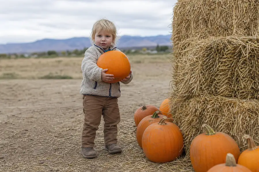 Small child holding a pumpkin near a stack of hay bales at a Front Range farm