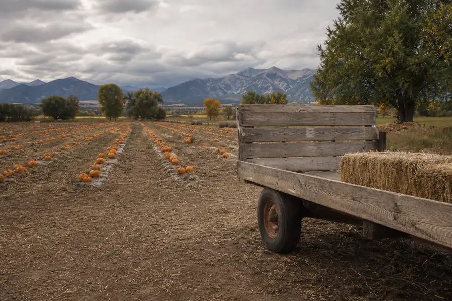Pumpkin patch rows and a hay wagon at a Front Range farm in autumn light
