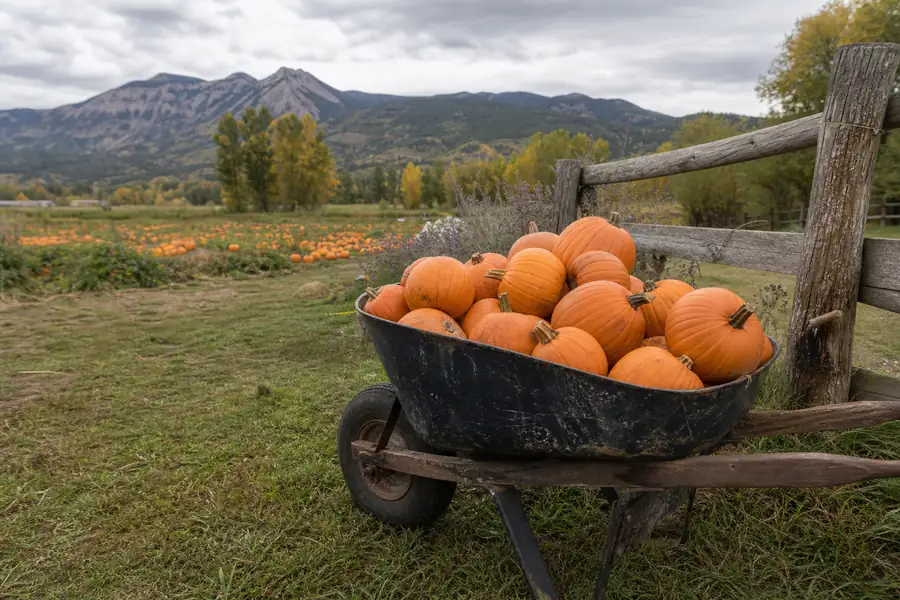 Wheelbarrow of orange pumpkins at a Colorado harvest farm in autumn light