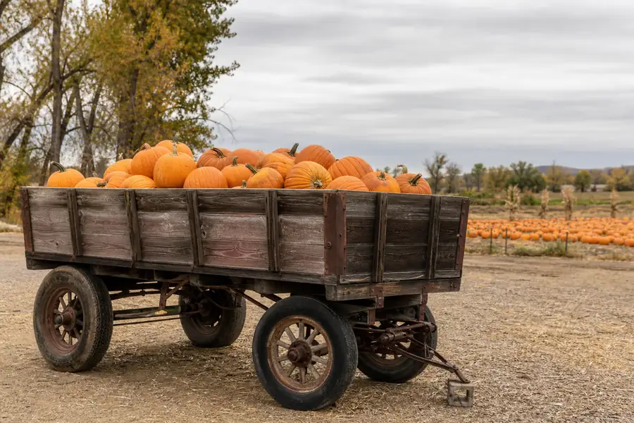Wooden wagon loaded with pumpkins parked at a fall harvest farm near Littleton