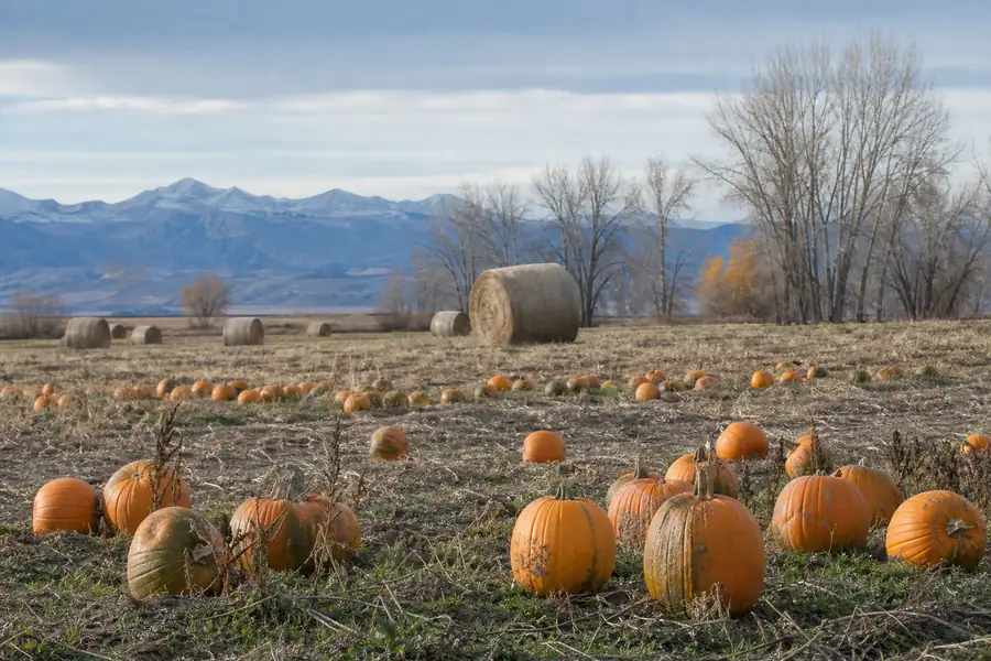 Front Range farm field with pumpkins and hay bales under a cold clear autumn sky