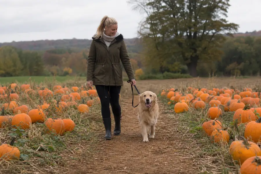 A dog and owner walking a dirt path lined with pumpkins in October sun