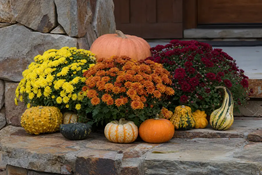 Gourds, mums and pumpkins arranged low and wide on a stone Colorado porch step