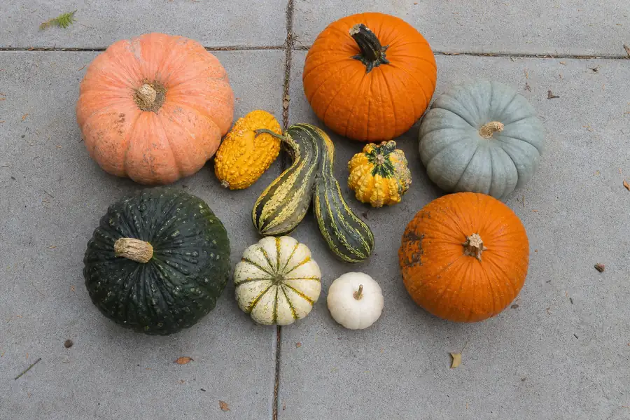 Overhead shot of pumpkins and gourds arranged on a concrete walkway before placement