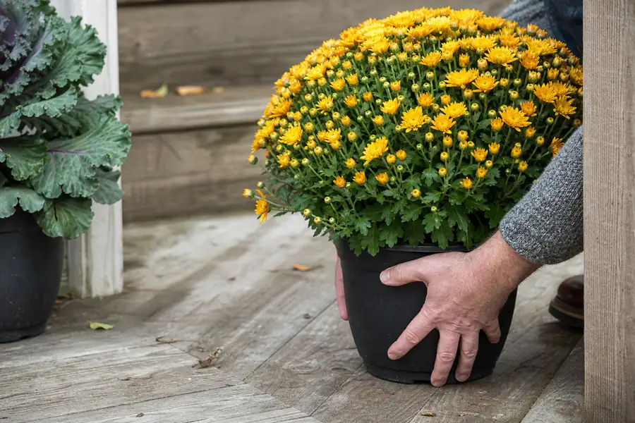 Hands lowering a gold mum into place on a weathered wooden porch, morning