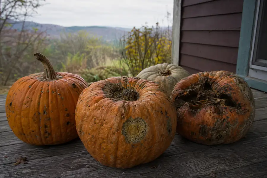 Weathered pumpkins sitting on a foothills porch late in October after weeks outside