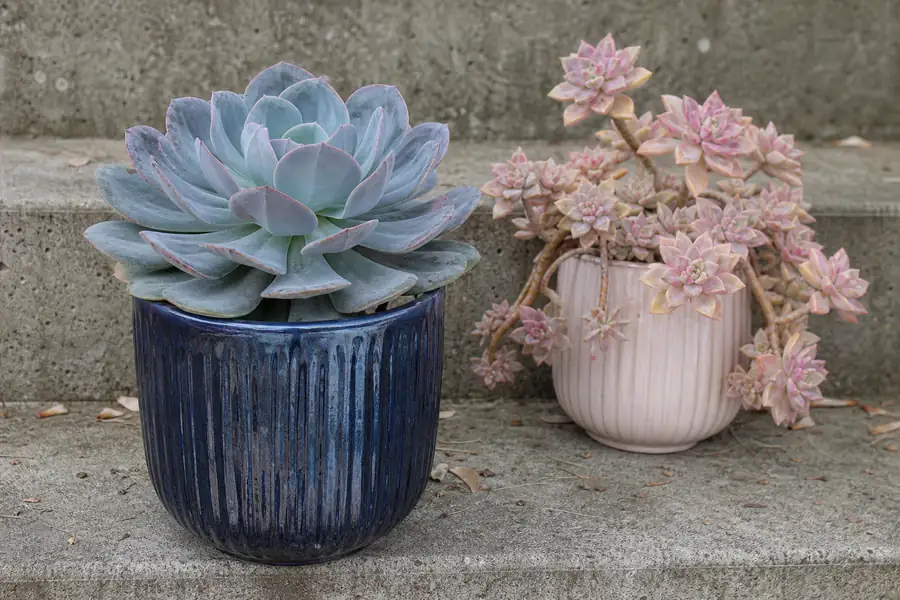 Mid-range view of ribbed blue-gray Jarrahdale beside blush Porcelain Doll on concrete steps