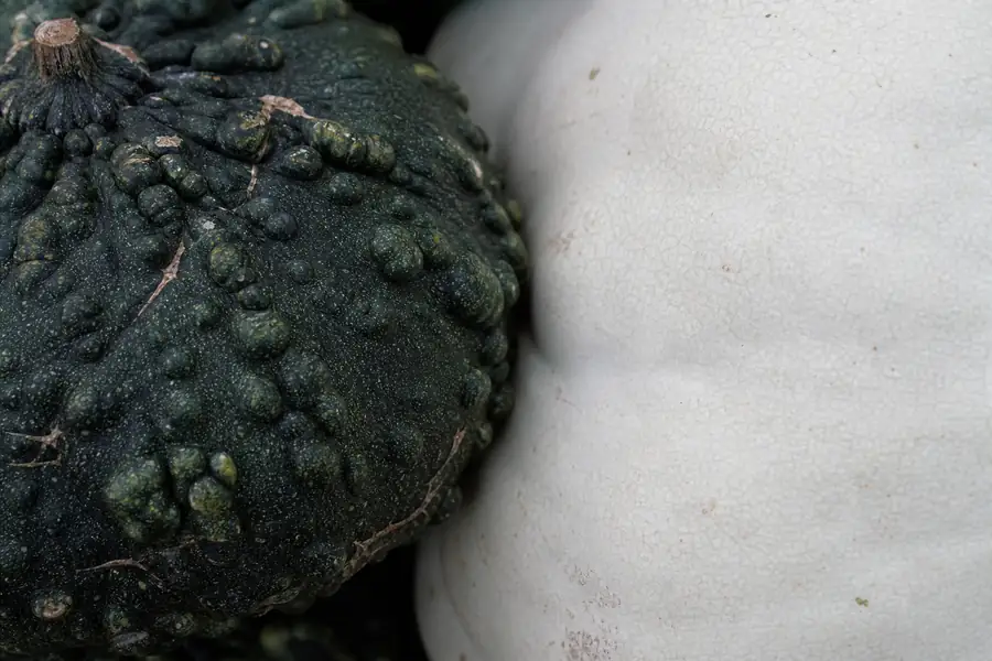 Texture of chalk-white Lumina skin against a dark green warted gourd