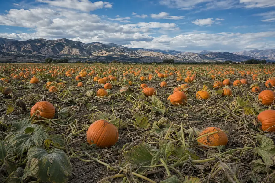 Front Range pumpkin farm field with orange pumpkins ready for harvest under blue sky
