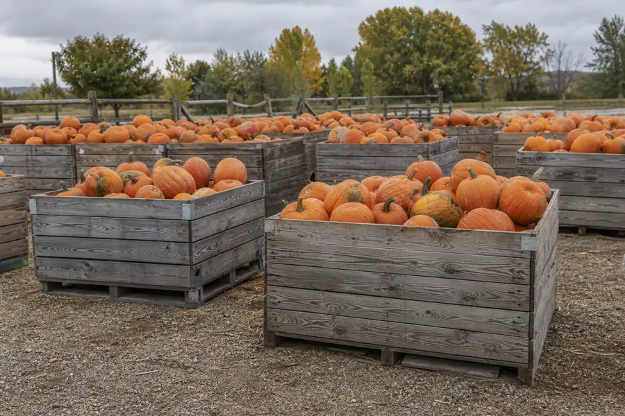 Bins of pumpkins for sale at a farm stand market north of Denver in October