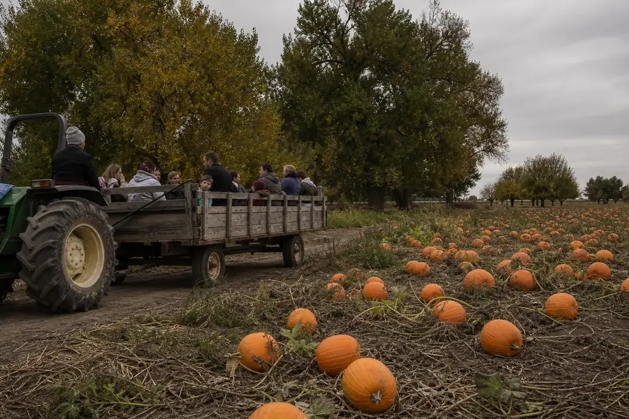 A hay wagon carrying visitors past pumpkin rows on a farm near Broomfield in fall