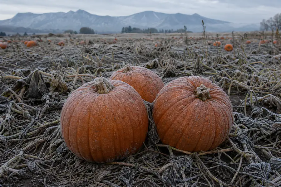 Frost coating pumpkins in a Colorado field on a cold October morning