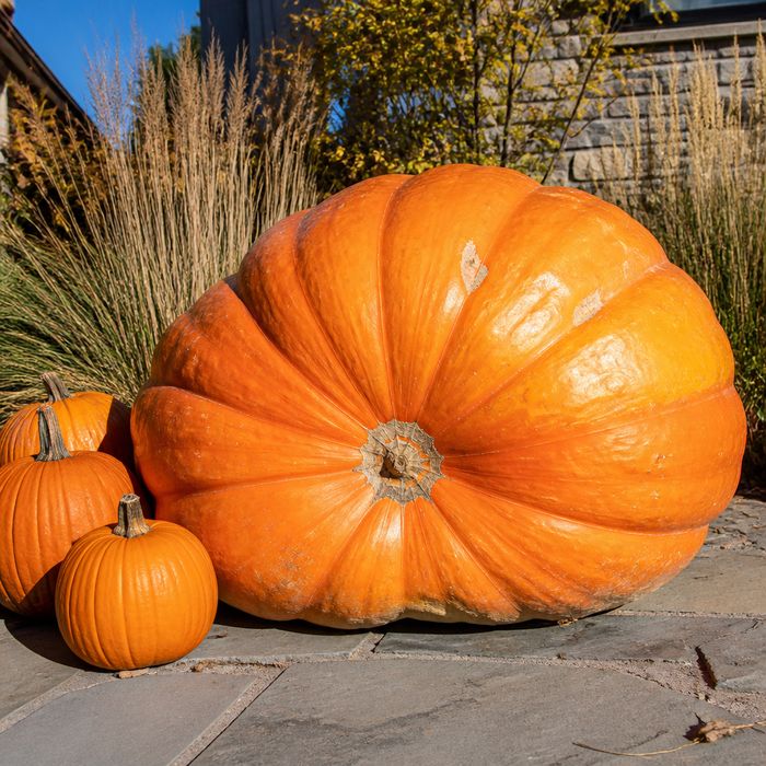 A jumbo Grand Prize pumpkin about 3 feet across on a Colorado front walk, normal pumpkins beside it for scale.